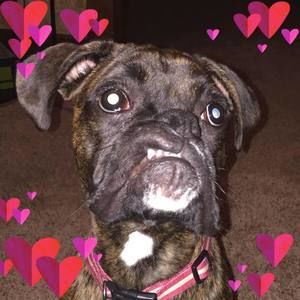 Meet your Posher, Rosemary